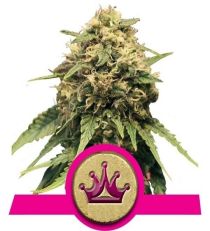 Special Queen #1 by Royal Queen Seeds