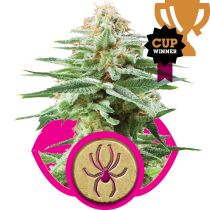 White Widow by Royal Queen Seeds