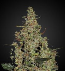 Runtz Autoflower