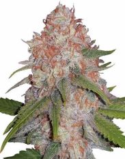 Runtz by Growers Choice