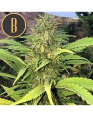 Santa Muerte FBV by Blimburn