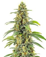 Santa Muerte FBV by Blimburn