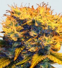 Sterling Haze Regular by Sativa Seedbank