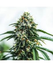 Scrambler Haze Strain by Blimburn