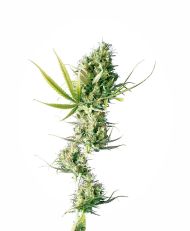 Durban Feminized by Sensi Seeds
