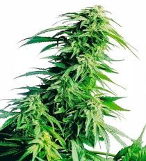 Hindu Kush Feminized by Sensi Seeds