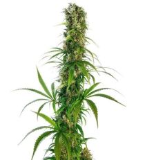 Michka by Sensi Seeds