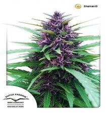 Shaman by DP Seeds