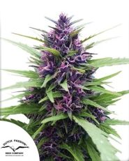 Shaman Regular by Dutch Passion