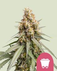 Shining Silver Haze by Royal Queen Seeds