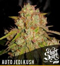 Short Stuff Auto Jedi Kush