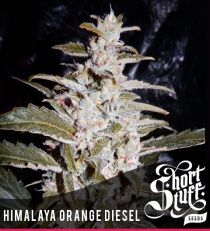 Short Stuff Himalayan Orange Diesel