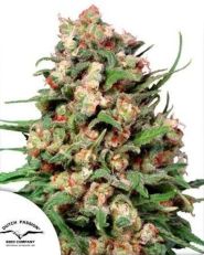 Skunk #1 Regular by Dutch Passion