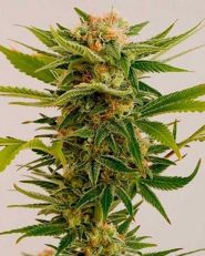 Sour Diesel by Growers Choice