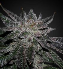 Sour Kush Regular 