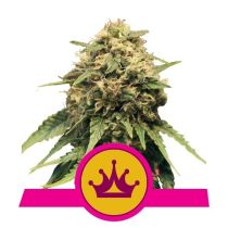 Special Queen #1 Feminized - Royal Queen Seeds