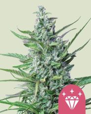 Special Kush #1 Feminized - Royal Queen Seeds
