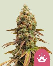 Special Queen #1 Feminized - Royal Queen Seeds