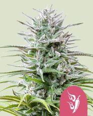 Speedy Chile Fast V by Royal Queen Seeds