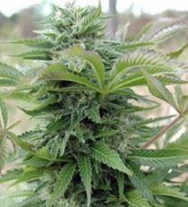 Spliff Seeds Afghan