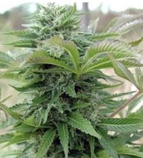Spliff Seeds Afghani Gold