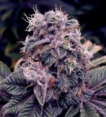 Spliff Seeds Blue Berry