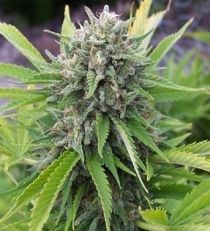 Spliff Seeds Bubblegun