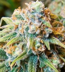 Spliff Seeds CBD Medi Kush