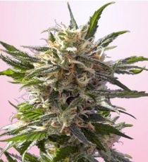 Spliff Seeds Crystal White