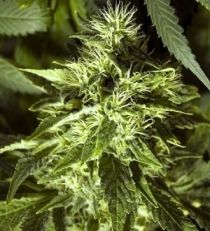 Spliff Seeds Fast Bud Outdoor