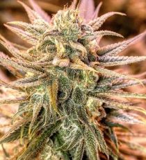Spliff Seeds Gold Bar Kush