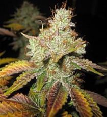 Spliff Seeds Master Kush