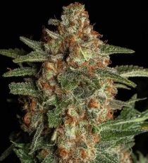 Spliff Seeds Purple Berry Kush