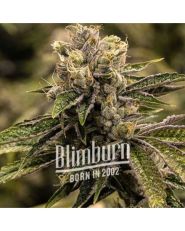 Stoned Panda Strain by Blimburn