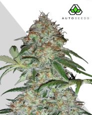 Sucker Punch autoflower