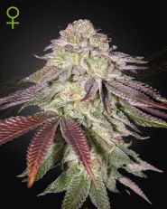 Sugarlato Auto by Green House Seed Company