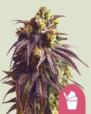 Sundae Driver Feminized by Royal Queen Seeds