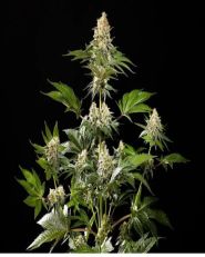 Sunset Sherbet Go Fast Feminized by Kannabia