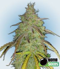 Super Boof by Bomb Seeds