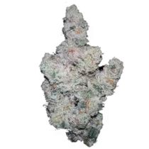 Super Boof by Growers Choice Seeds