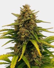 Super Boof Feminized by MSNL Seeds