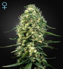 Super Silver Haze CBD Feminized Marijuana Seeds