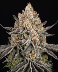 Super Boof Feminized by Barney's Farm