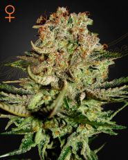 Super Bud Feminized by Green House Seeds 