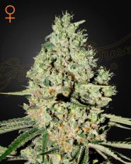 Super Critical Feminized by Green House Seeds