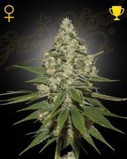 Super Lemon Haze Feminized by Green House Seeds