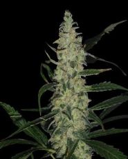 Super Skunk Regular - Spliff Seeds - 5 Seeds 