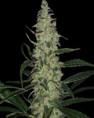 Super Skunk Feminized by Spliff Seeds