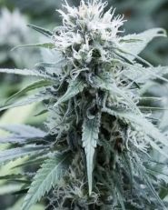 Sweet Amnesia Feminized by G13 Labs