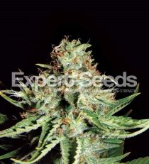 Sweet Cream Automatic